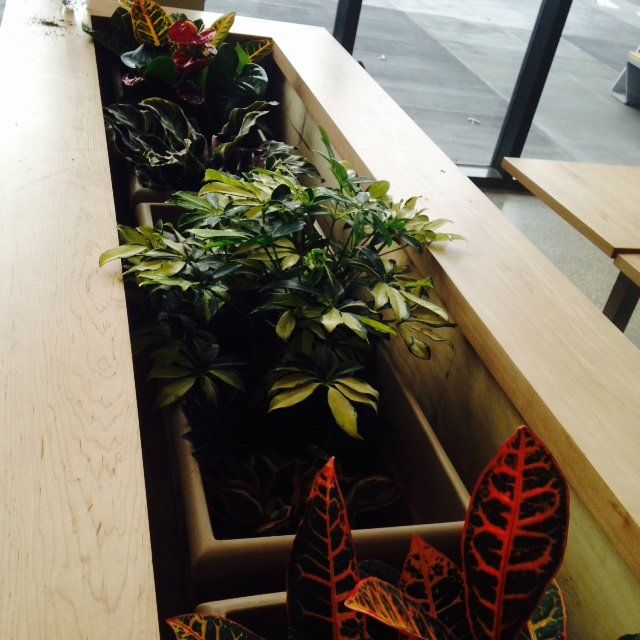 Wooden planter with lush green and red tropical plants beside a window indoors
