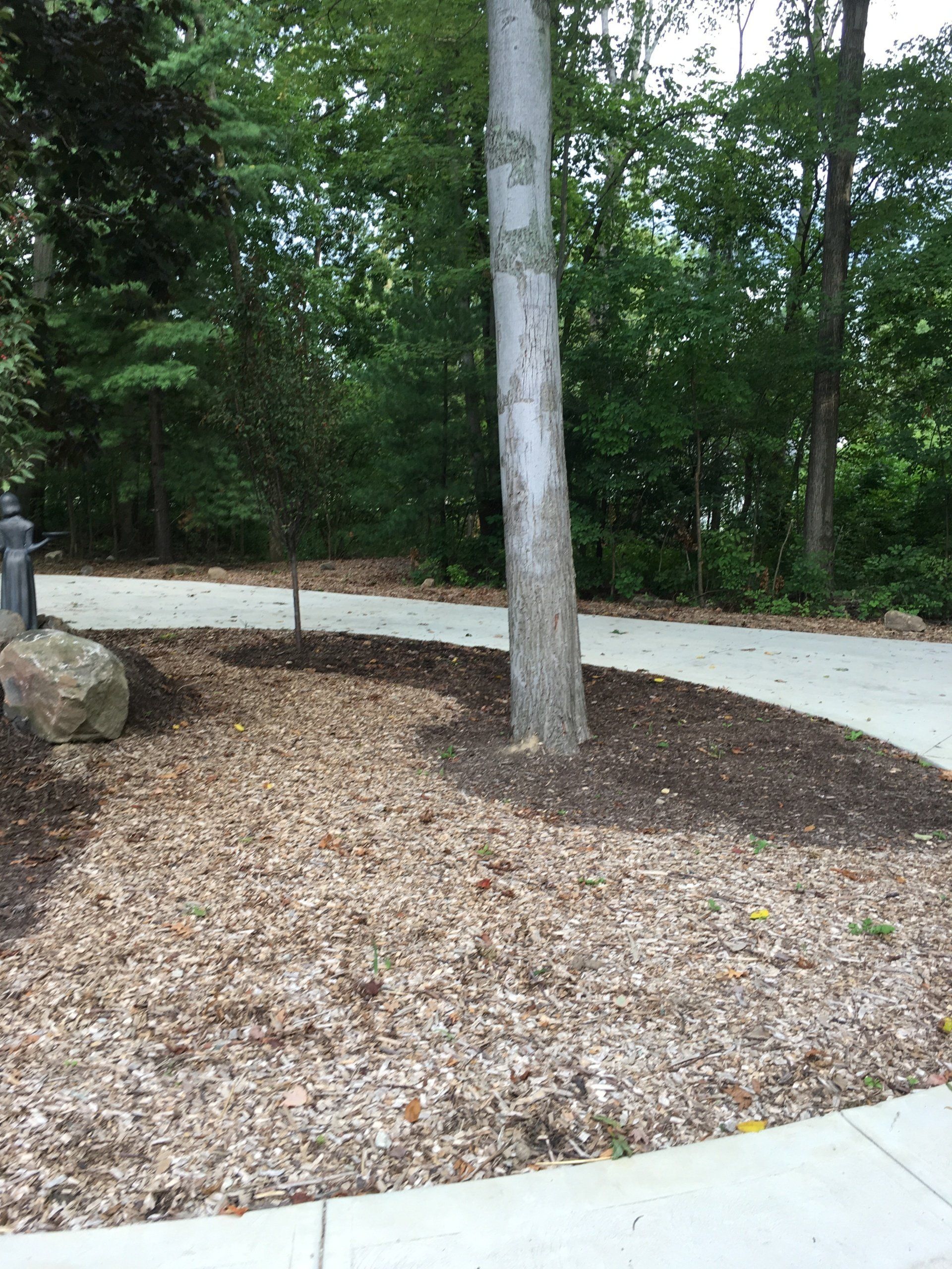 Wooded path with a white gravel walkway curving around a tree and mulch-covered ground