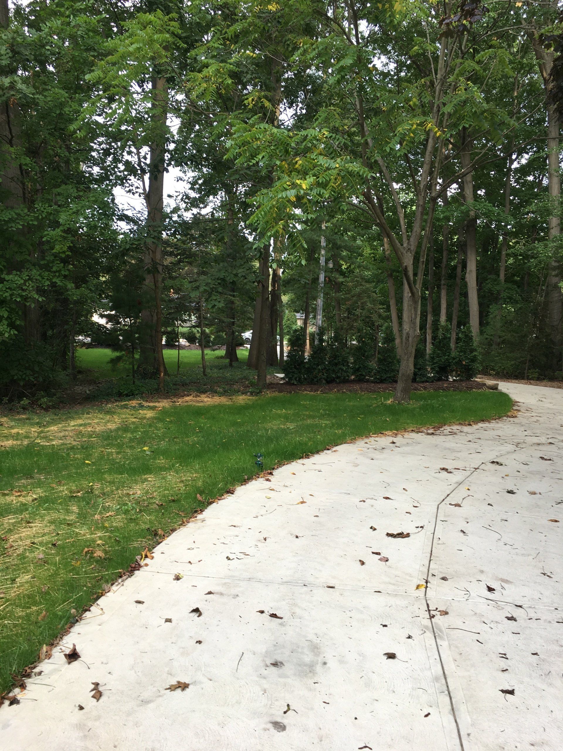 Curved concrete path through a leafy green park with trees and grass
