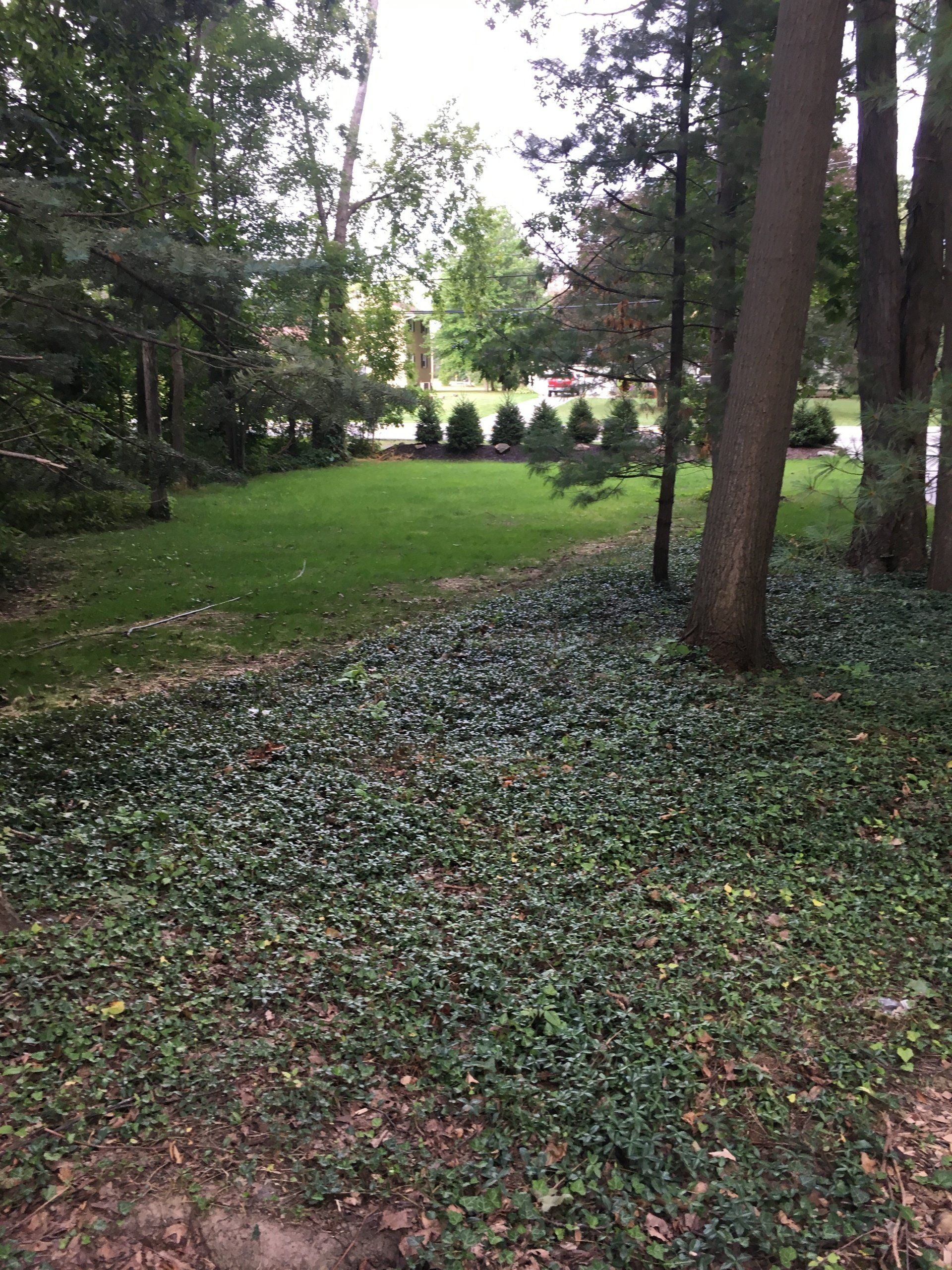 Wooded park with green grass, ivy-covered ground, tall trees, and a path near a bright open area
