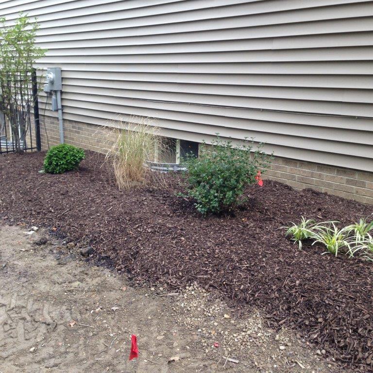 Mulched garden bed beside a house with small shrubs and ornamental grasses against beige siding