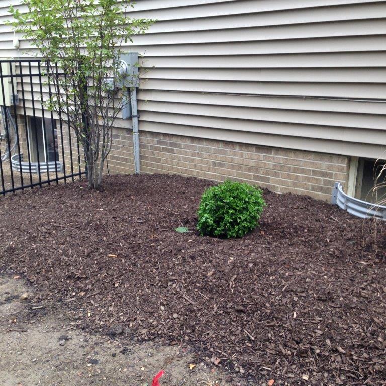 Mulched landscaping bed beside a house with a small shrub, tree, and fence near the foundation