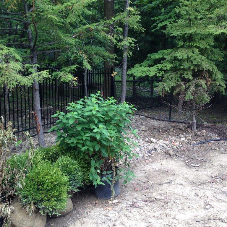 A small garden path by a black fence, with potted green shrubs and tall trees in the background.