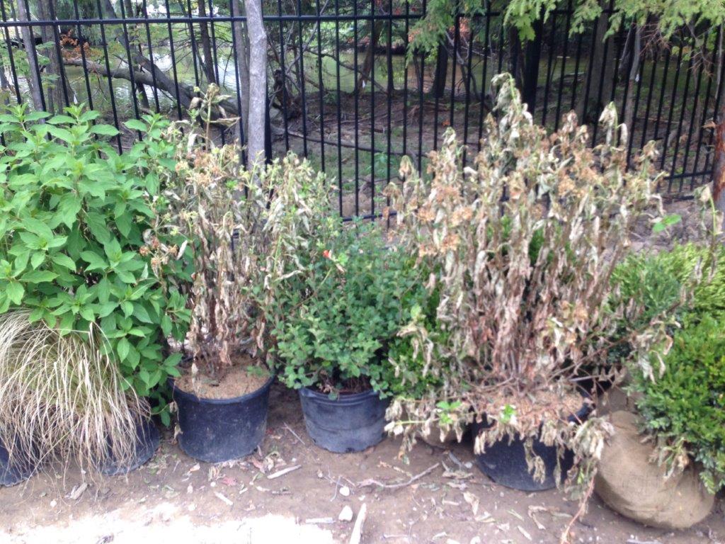 Potted shrubs, including several dried and wilted plants, lined along a fence in a garden.