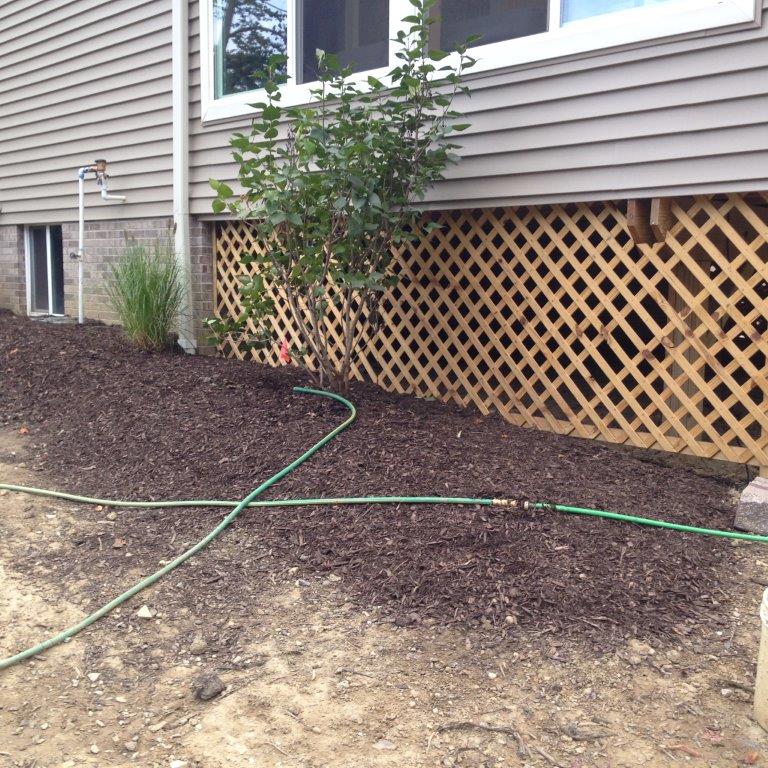 Side yard with house siding, lattice skirting, mulch bed, small shrubs, and a green hose on the ground