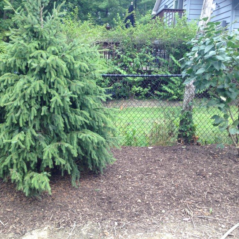 Wooded backyard with a large evergreen tree, chain-link fence, and mulch-covered ground.