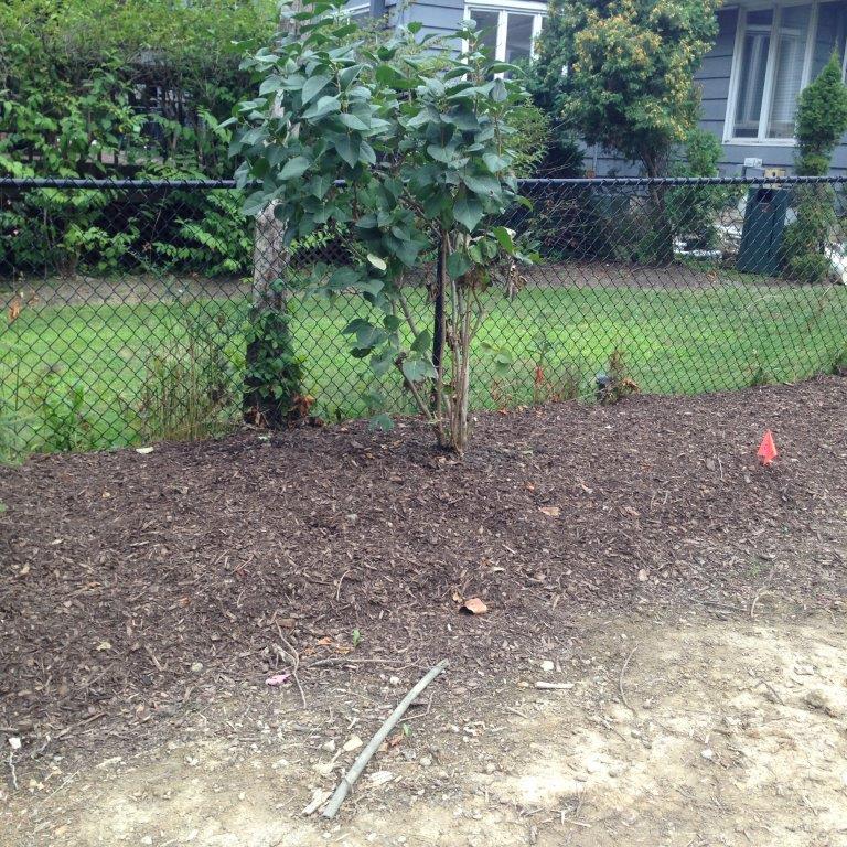 Newly planted tree beside a chain-link fence in a yard, with mulch and grass around it.