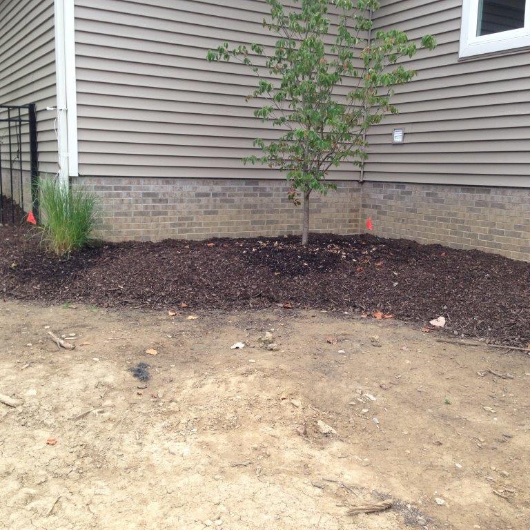 Mulched front yard with a young tree beside a house wall and bare dirt in the foreground