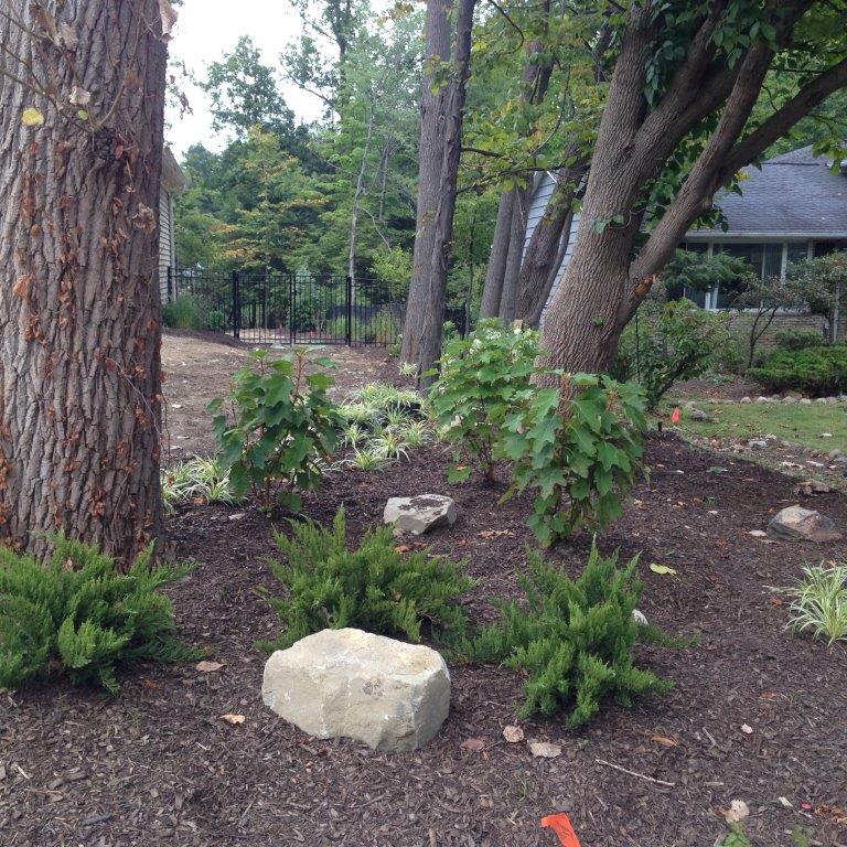 Wooded garden path with rocks, mulch, and young shrubs beside tall trees