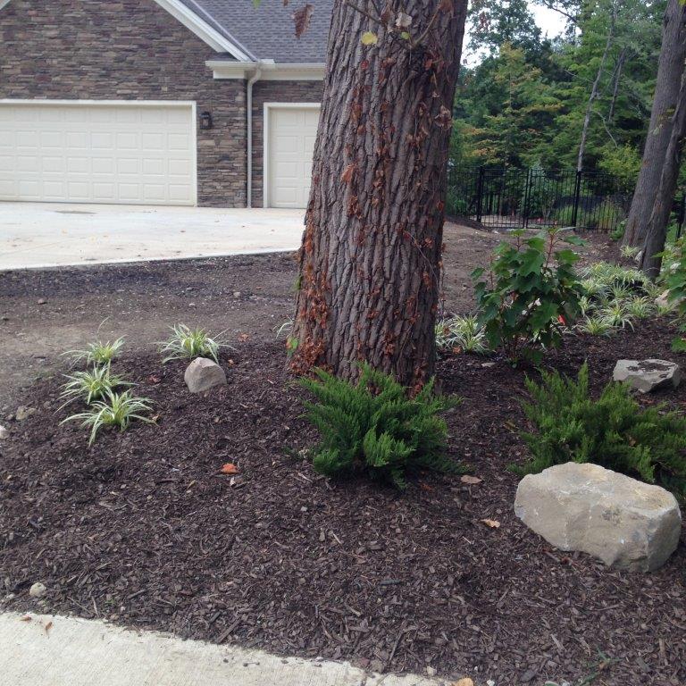Mulched front yard with a large tree, small plants, and decorative rocks beside a driveway and garage