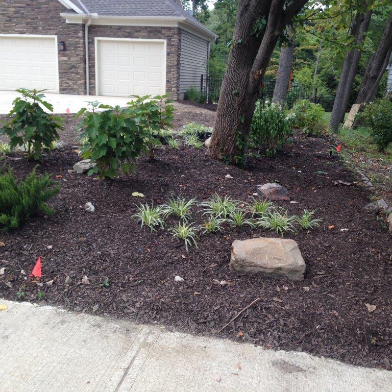 Mulched front yard landscaping with young shrubs, a large rock, and a driveway beside a house