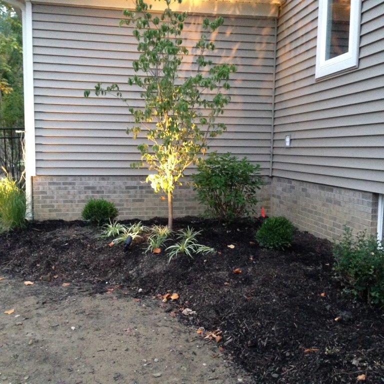 Mulched garden bed with small trees and shrubs beside a gray house wall