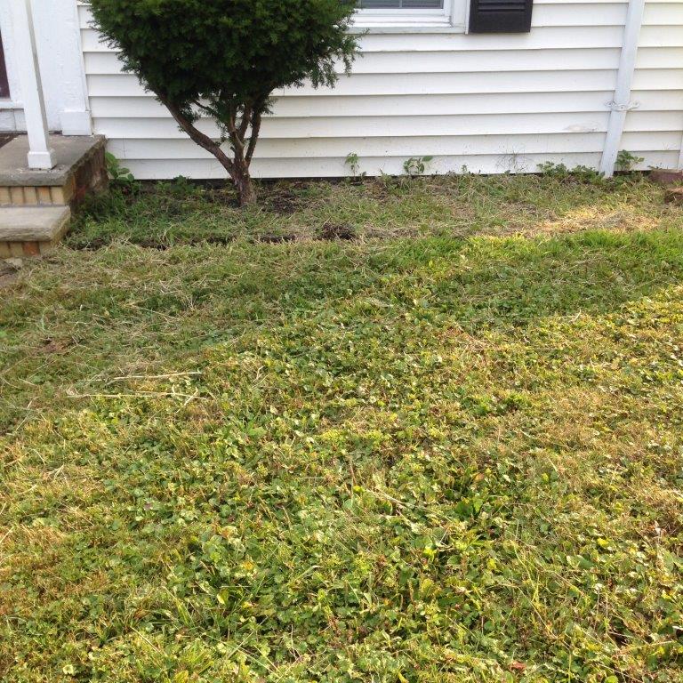 Patchy green lawn beside a white house with a small tree and steps on the left.