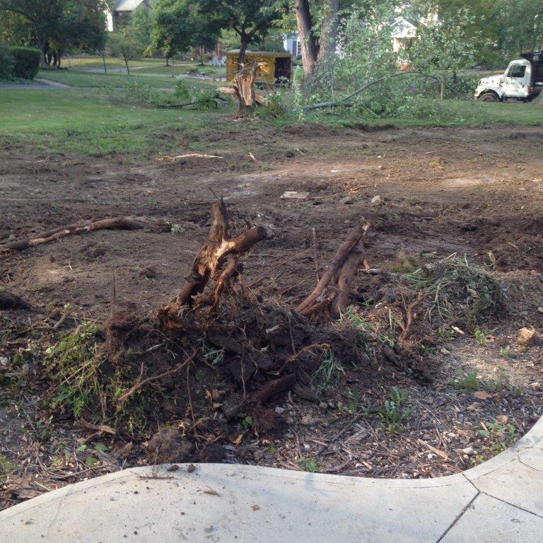 Charred tree debris on a dirt patch near a sidewalk, with a grassy park and a small utility cart in the background