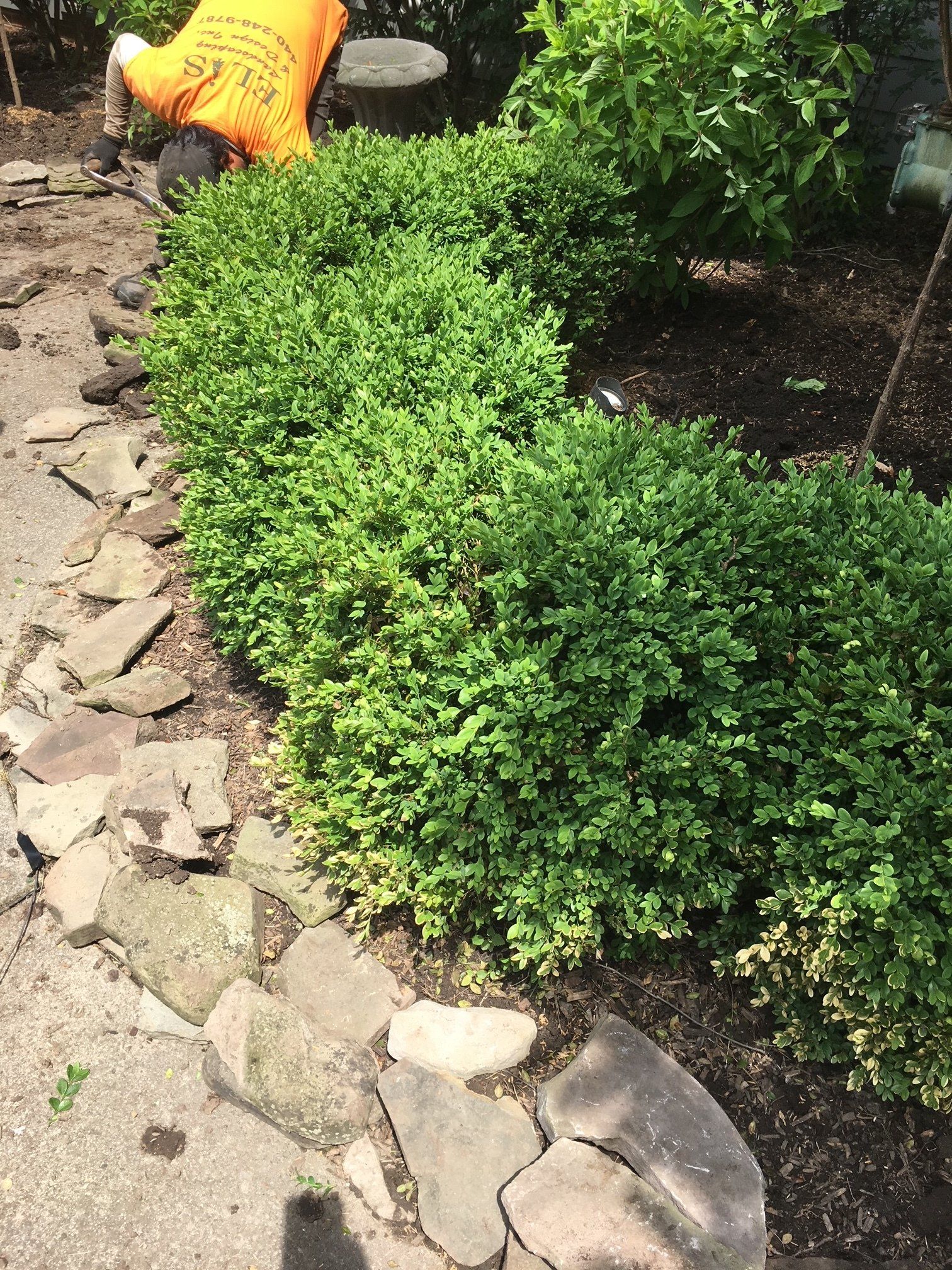 Curved green shrub border along a stone garden path beside dark soil and a yellow watering can