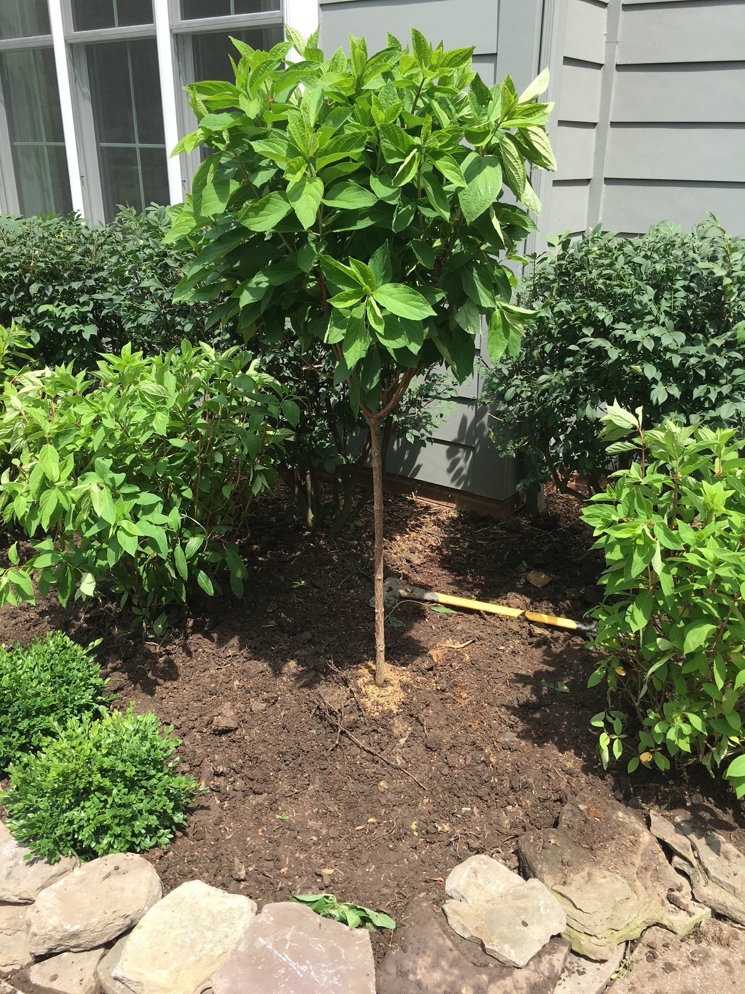Small pruned tree in a mulched garden bed beside a house, with rocks and shrubs nearby