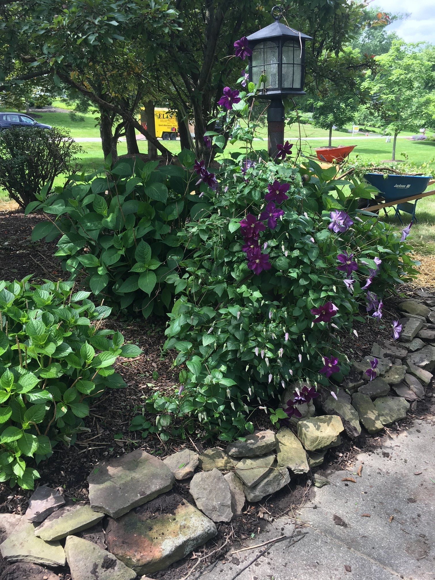 Garden bed with purple flowers, green shrubs, and a lantern beside a stone border.
