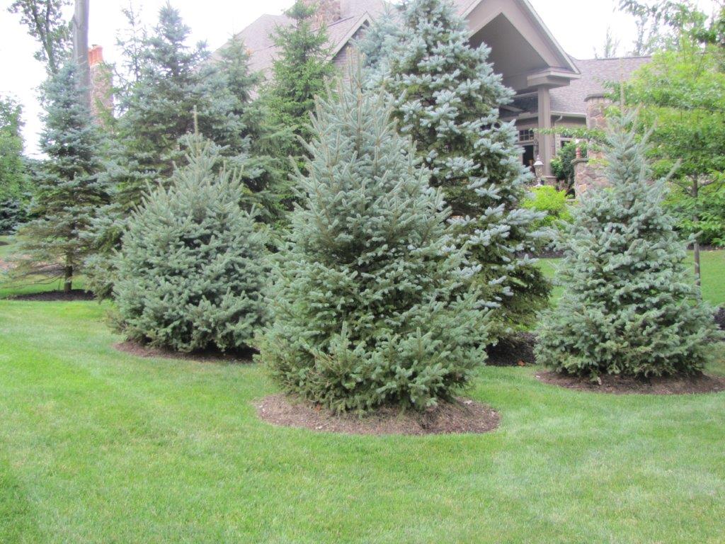 Row of blue spruce trees on a green lawn in front of a house