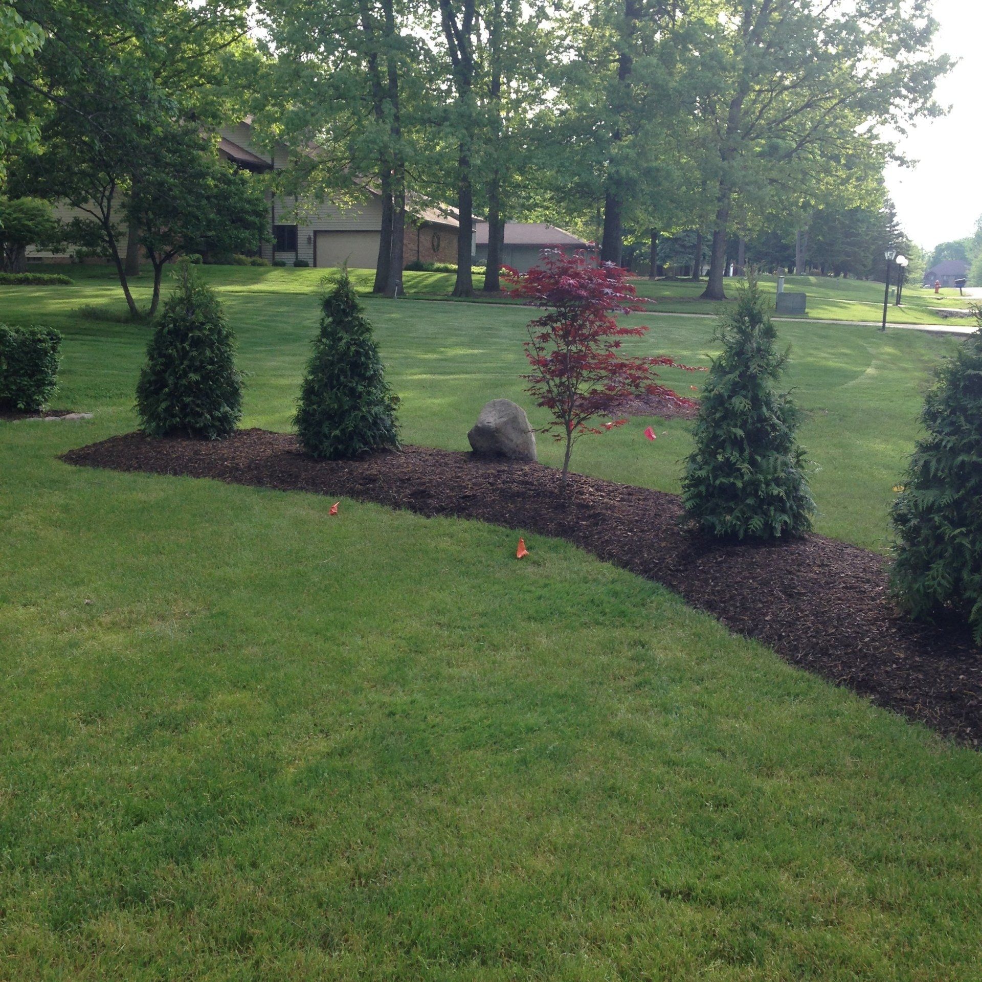 Landscaped yard with four evergreen shrubs and a red-leaf tree on a curved mulch bed