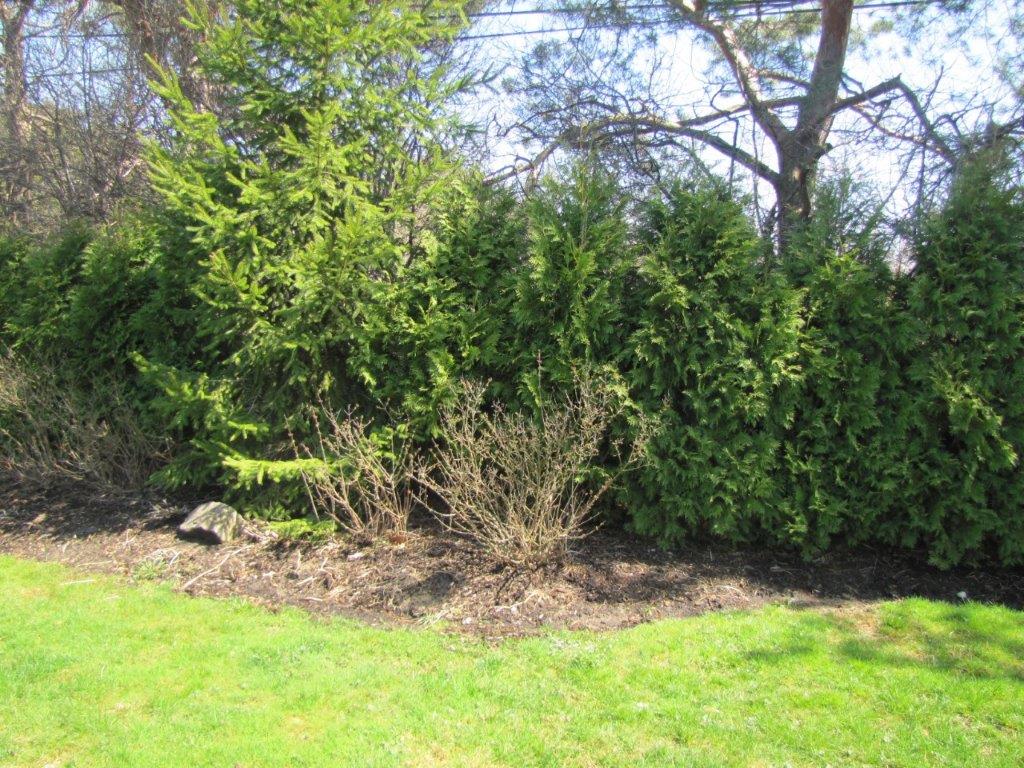 Green shrubs and trees along a grassy edge in a sunny outdoor yard