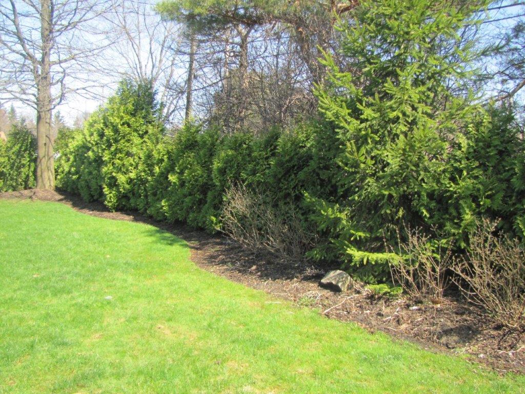 Sunny garden border with dense green shrubs and trees along a grassy lawn