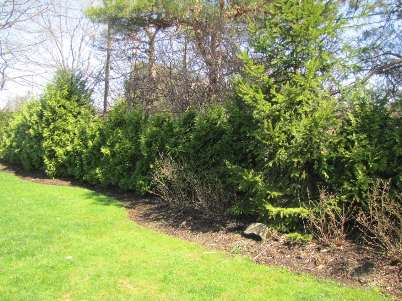 Green lawn beside a row of dense evergreen shrubs and tall trees in a sunny yard