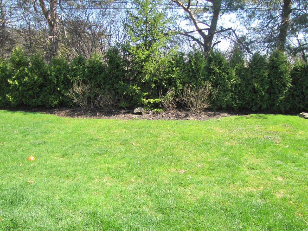 Grassy backyard with a row of green shrubs and trees in the background
