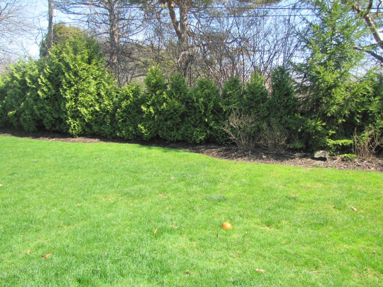 Green lawn with a row of shrubs and trees in the background under bright sunlight