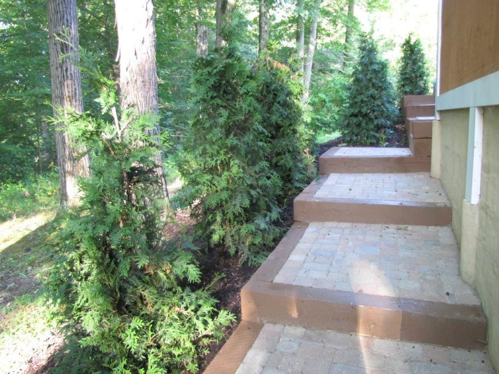 Outdoor concrete steps beside a house, bordered by dense green shrubs and trees