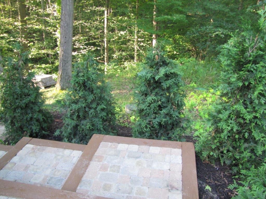 Stone steps with potted shrubs leading to a green wooded garden area