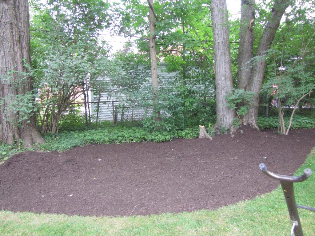 Wooded yard with bare soil, tall trees, and a small dog near the center-right.