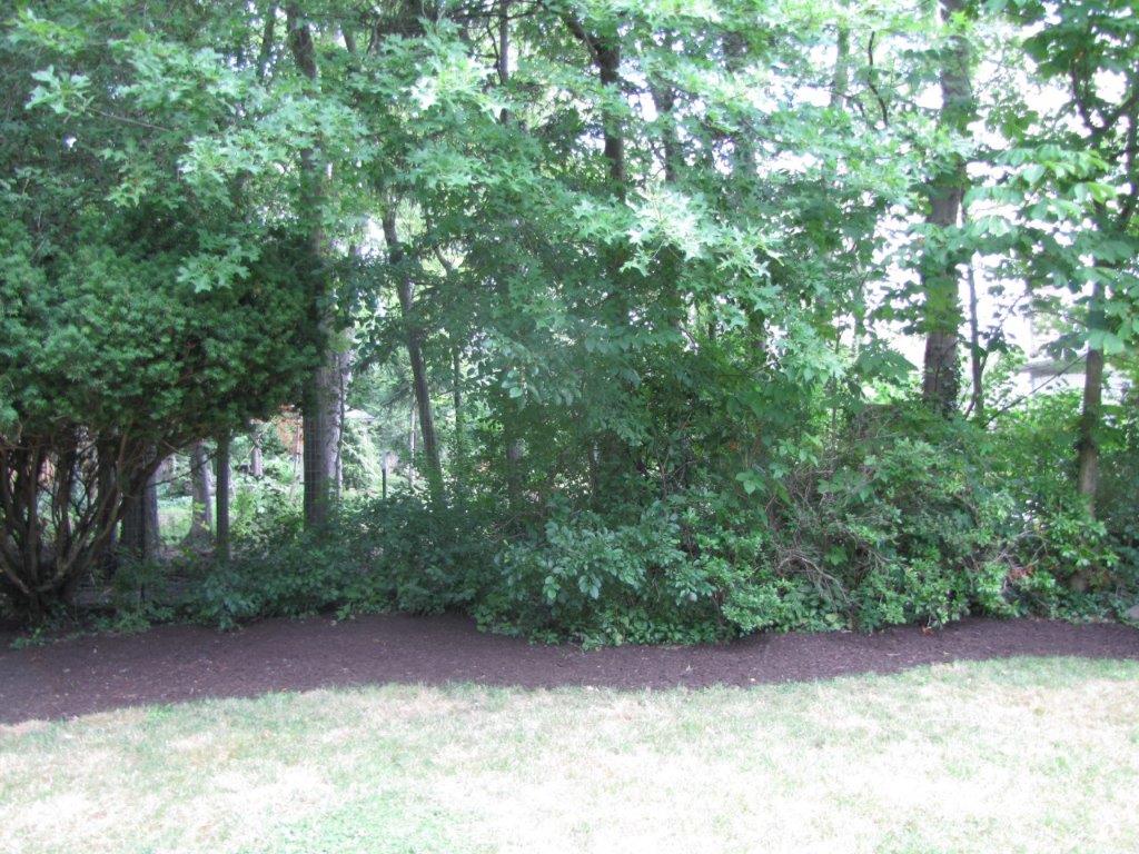 Dense green trees and shrubs bordering a grassy clearing under dappled light