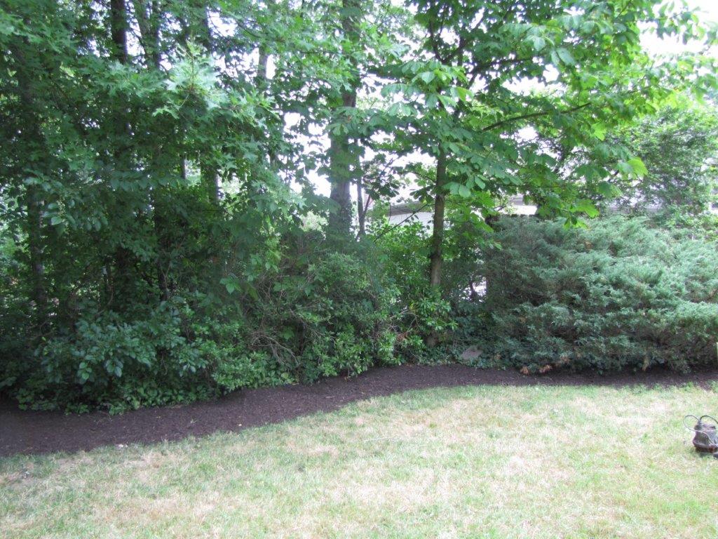 Grassy backyard with dense green trees and shrubs along the edge
