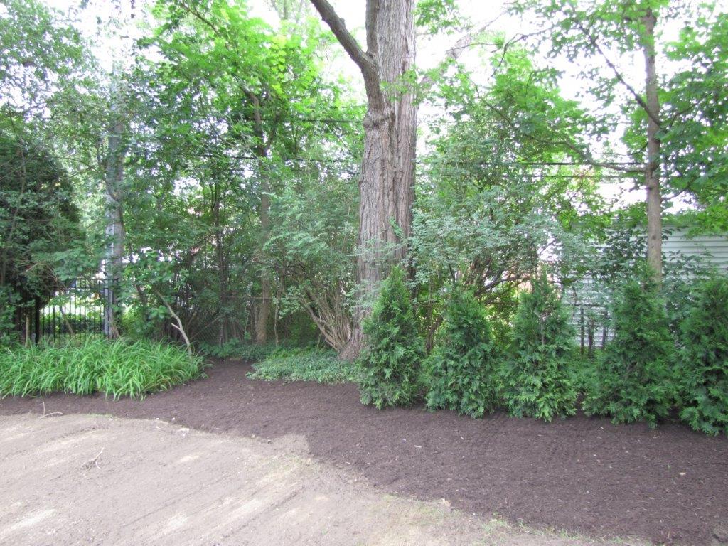 Tree-lined dirt path beside dense green shrubs and a large trunk in a wooded area