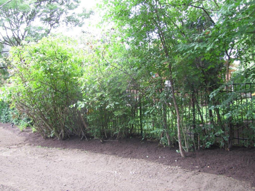 Dirt path beside dense green bushes and trees in a shaded wooded area