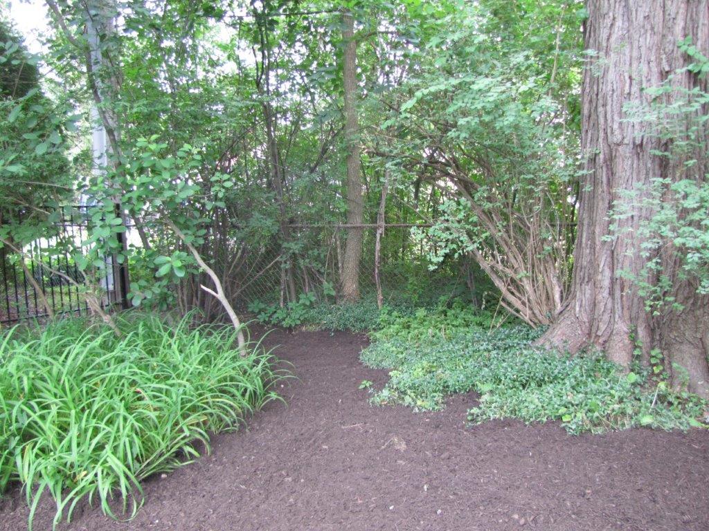 Wooded garden path with dense green plants and large trees on either side