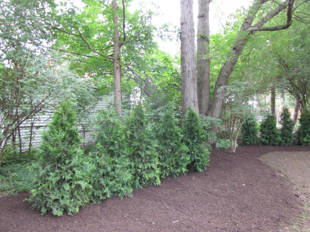 Lush green shrubs and tall trees line a mulched garden bed in a wooded yard.