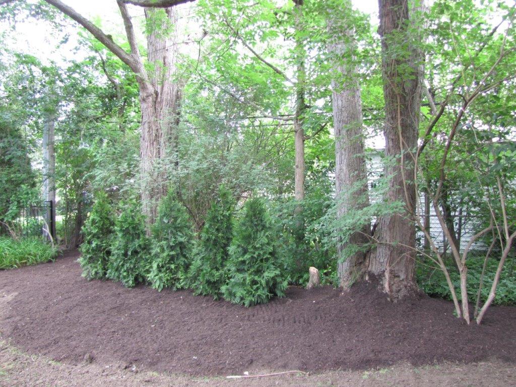 Wooded garden border with shrubs and trees along a mulched path