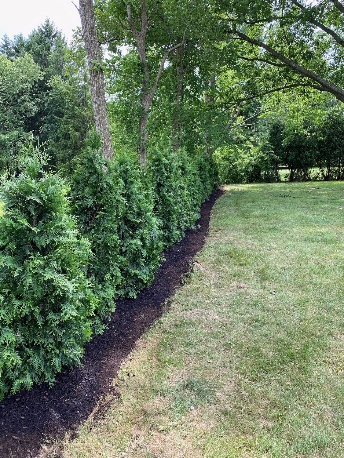 A row of green shrubs and trees borders a mulched edge beside a neatly mowed lawn.