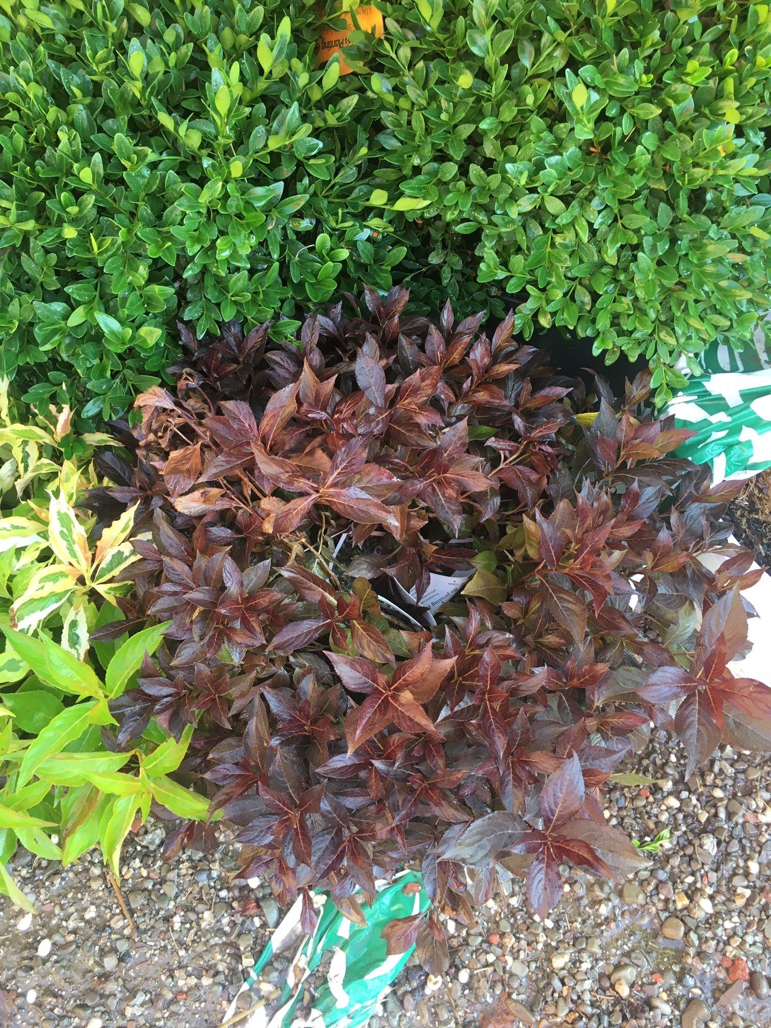 Dark purple and green ornamental plants growing in a garden bed with gravel and edging stones