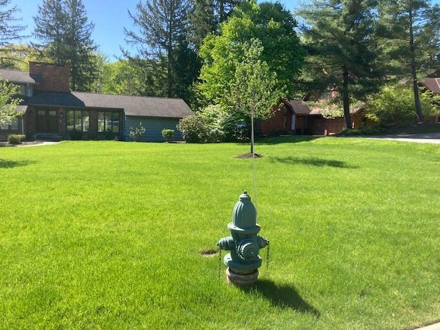Green lawn with a fire hydrant in front of a house and trees on a sunny day