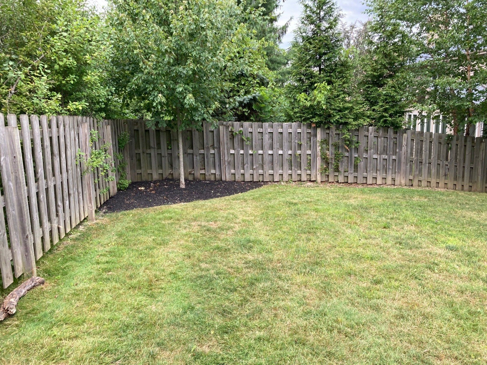 Grassy backyard corner with wooden fences, trees, and a small dark soil patch near the fence