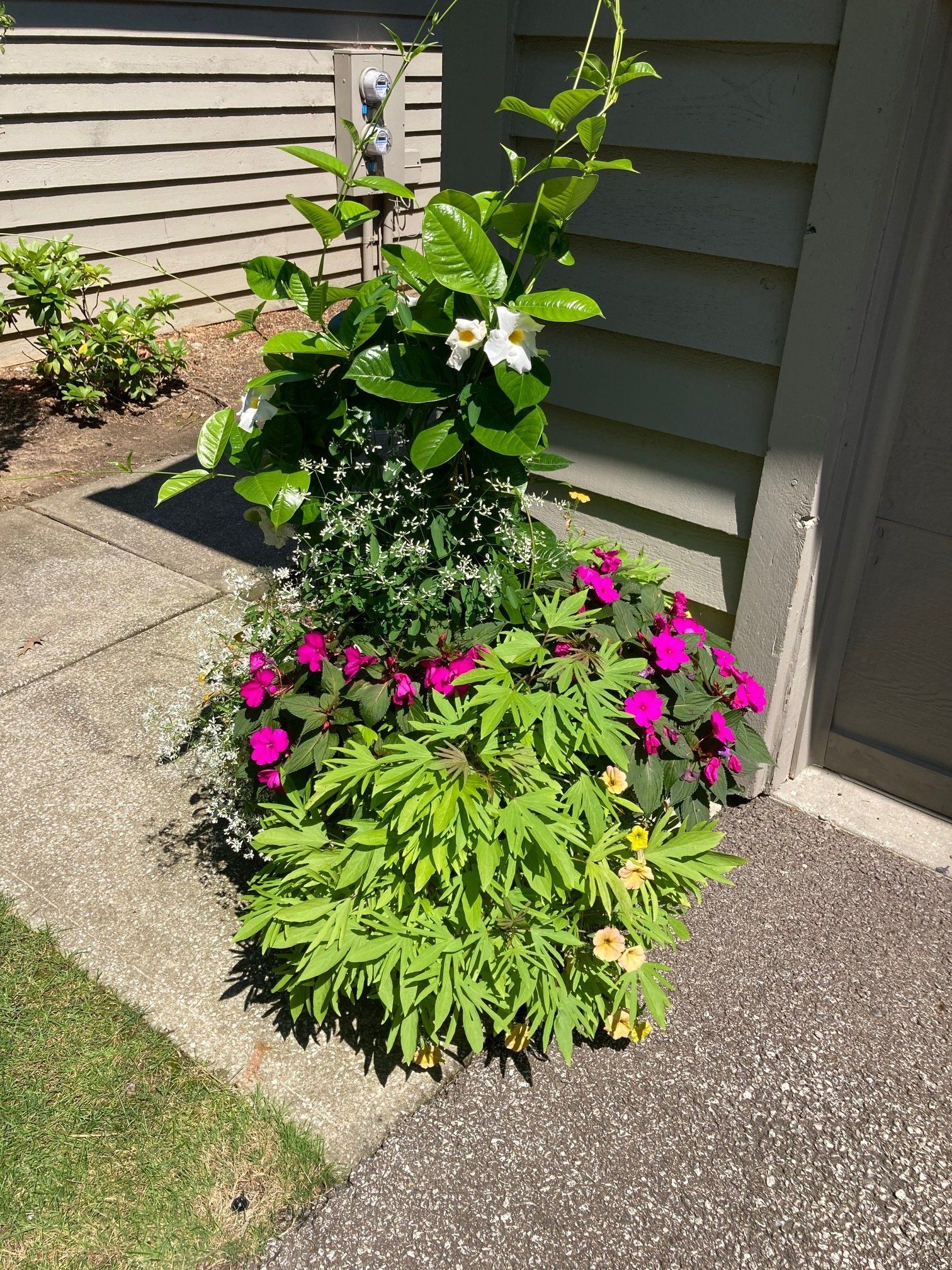 Flowering potted garden plants beside a house wall and walkway, with pink and white blooms.