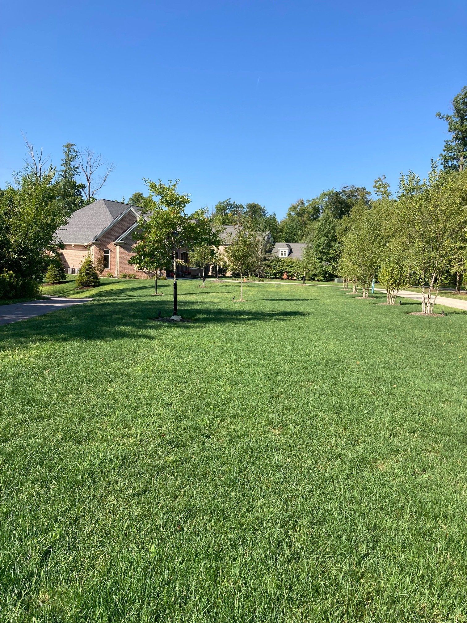 Sunny green lawn in a suburban yard with trees and a brick house under a clear blue sky