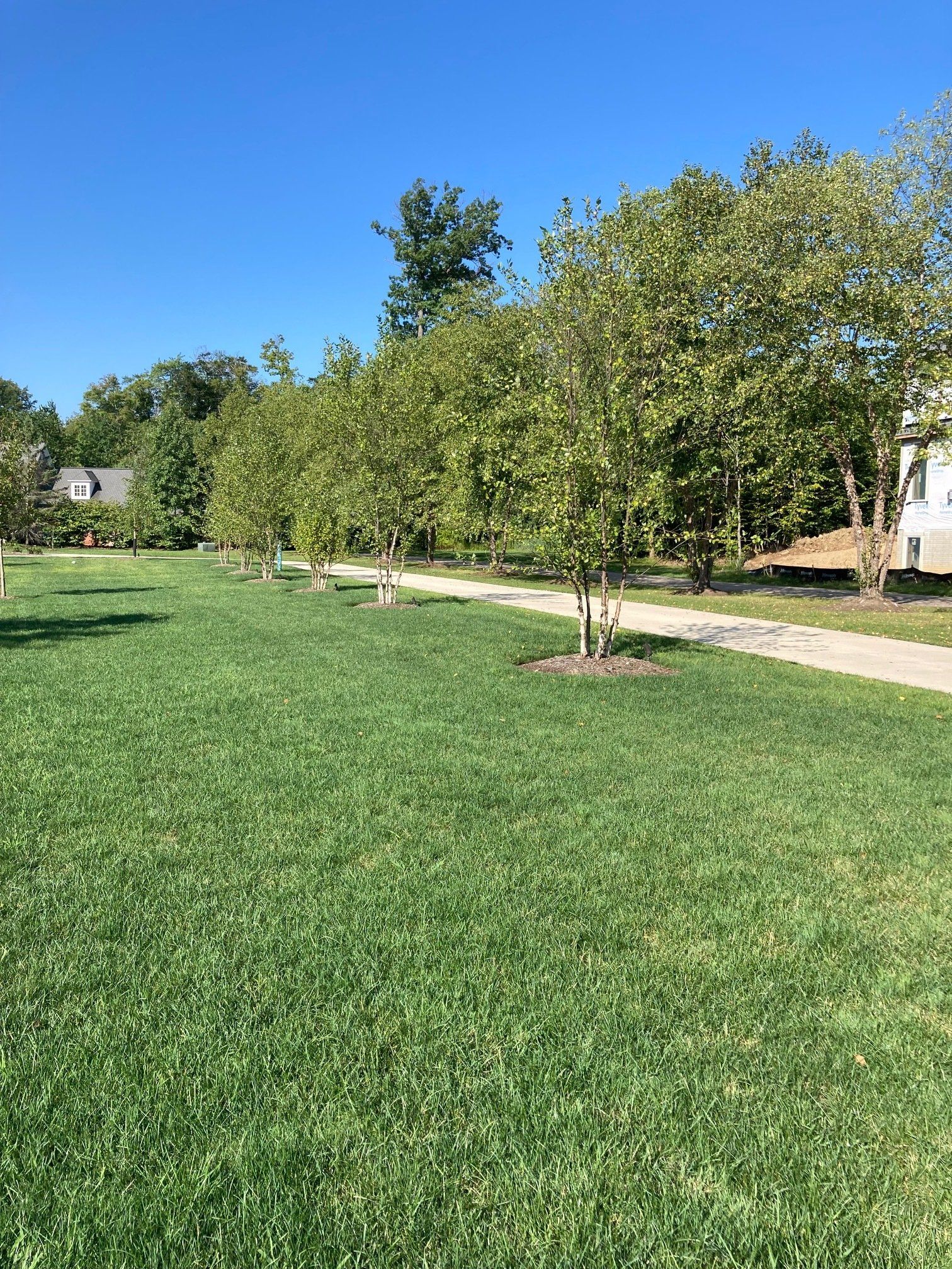 Sunny park with green lawn, young trees, and a paved path under a blue sky