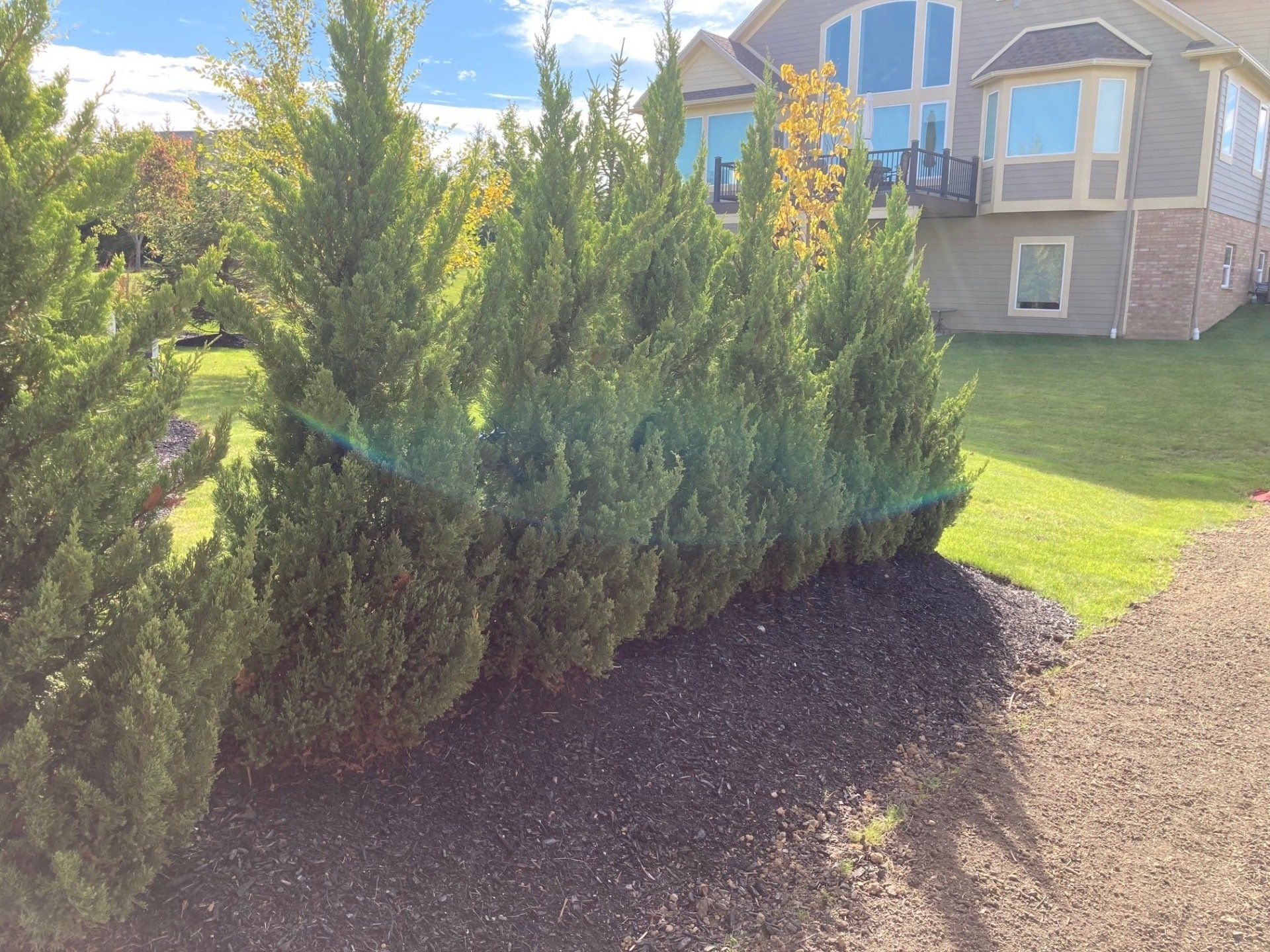 Tall evergreen shrubs in a landscaped yard beside a brick house on a sunny day