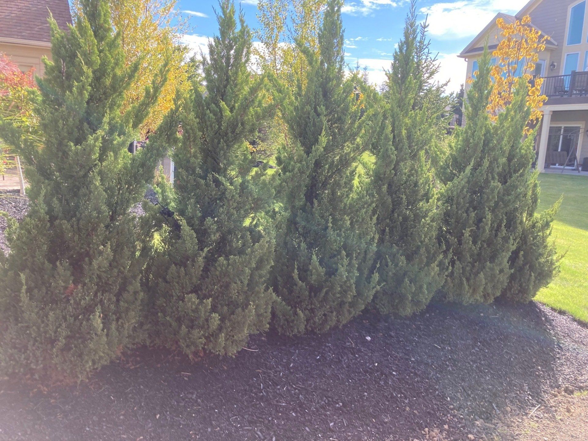 Tall green shrubs in a landscaped garden bed beside a lawn and house.