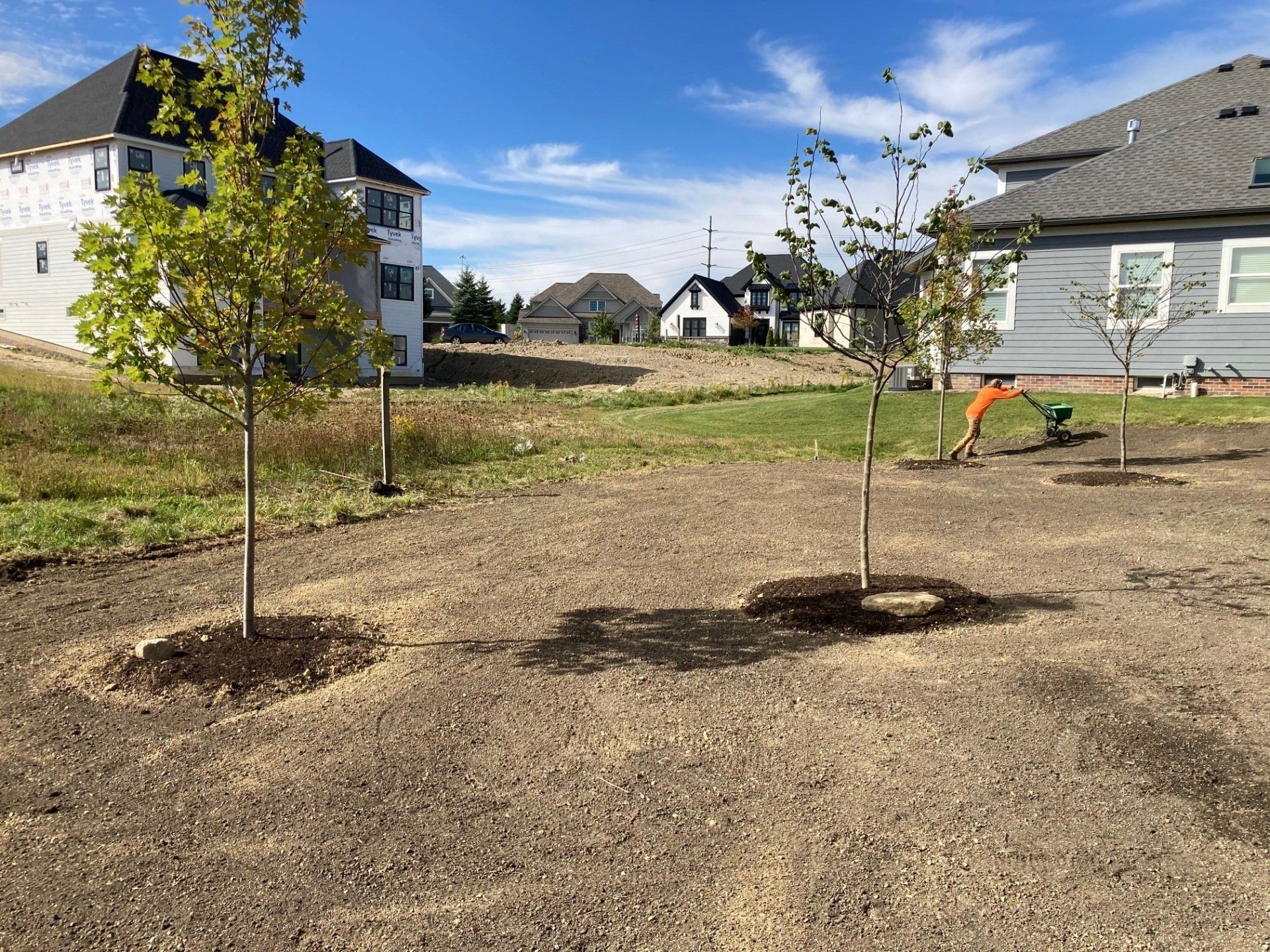 Two young trees planted in a dry suburban yard with houses in the background.