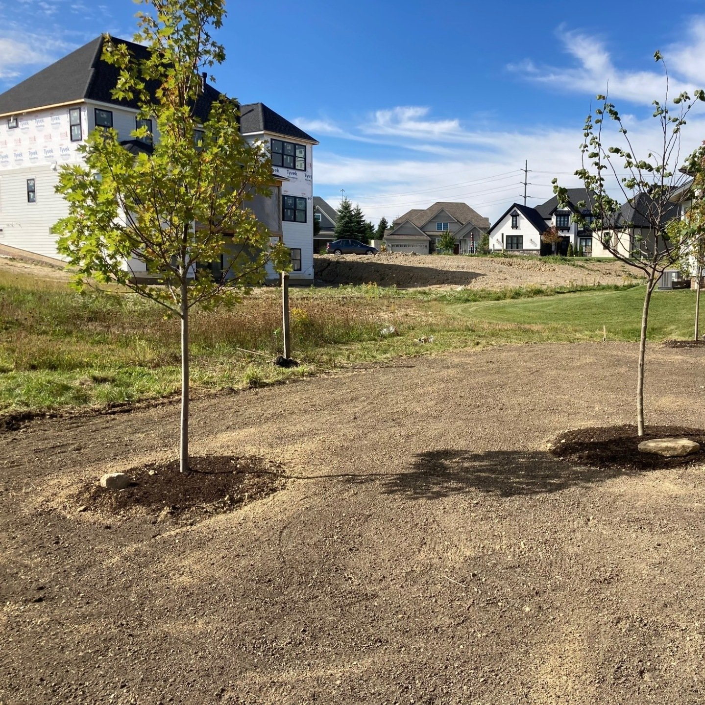 Young trees planted in a grassy neighborhood lot under a blue sky, with houses in the background