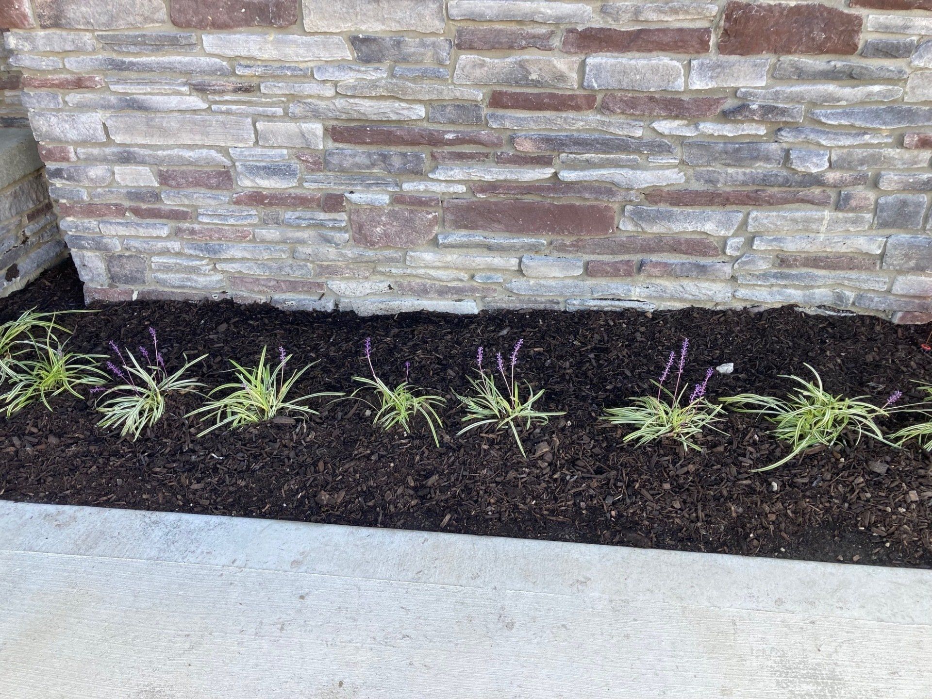 Mulch bed with small green plants along a stone wall beside a concrete walkway